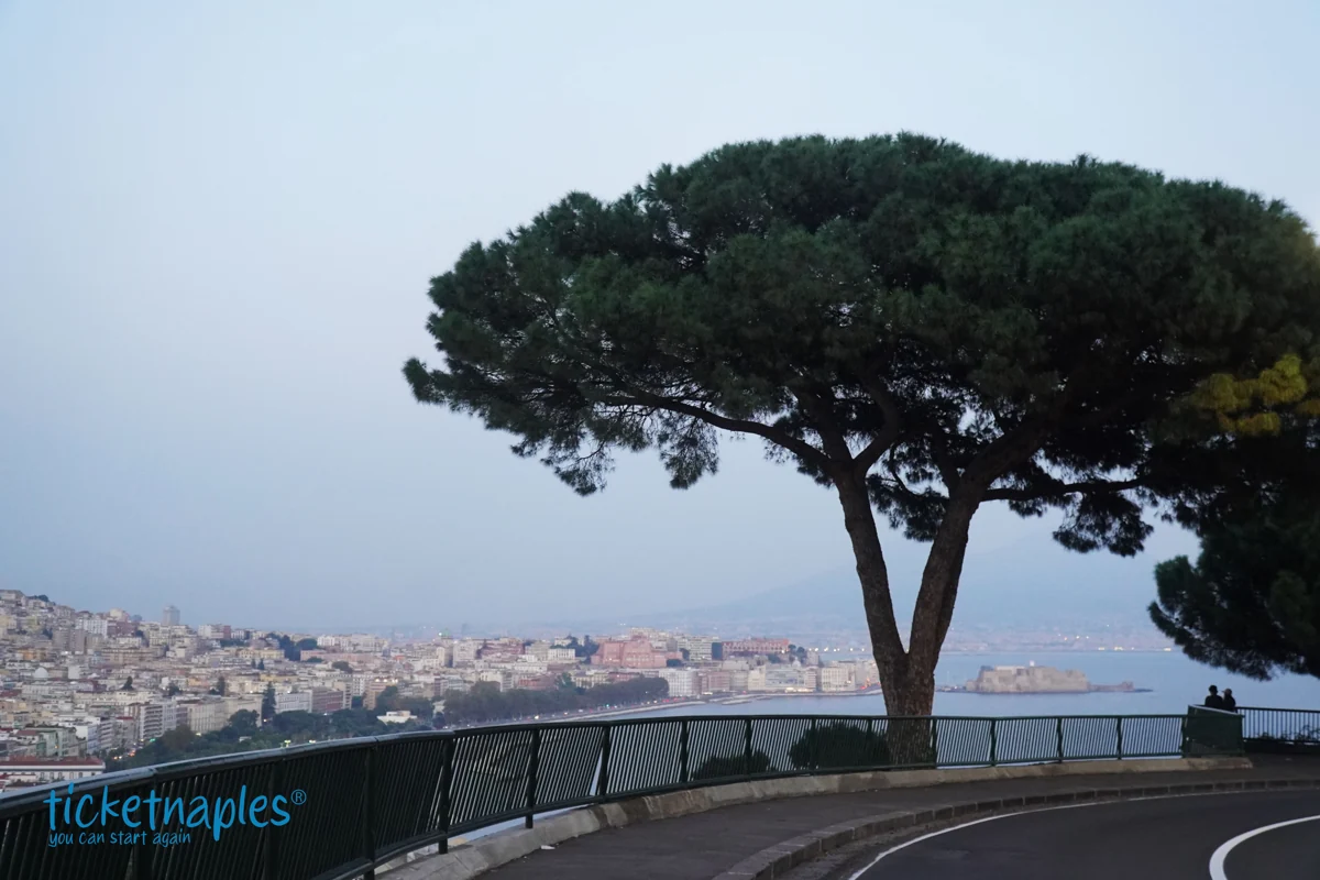 A pine tree in Posillipo overlooking Naples